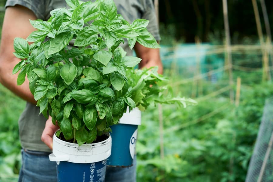 Fresh basil plant