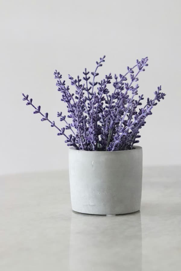 Potted lavender in bloom