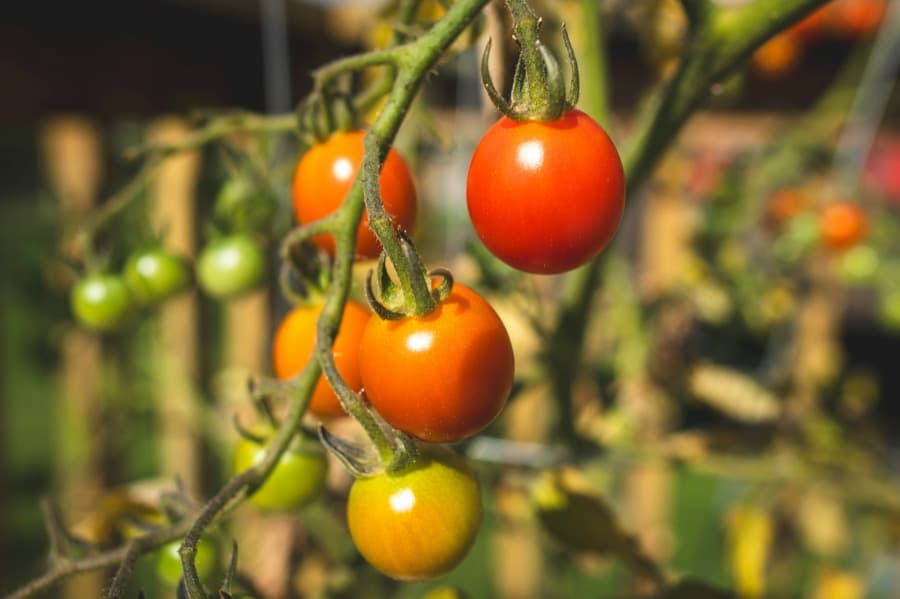 Ripening cherry tomatoes on the vine